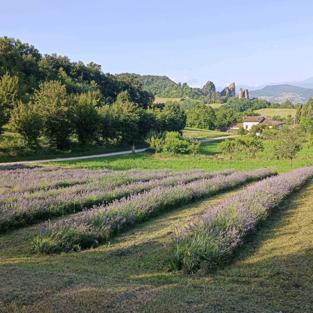Crepuscolo tra la lavanda