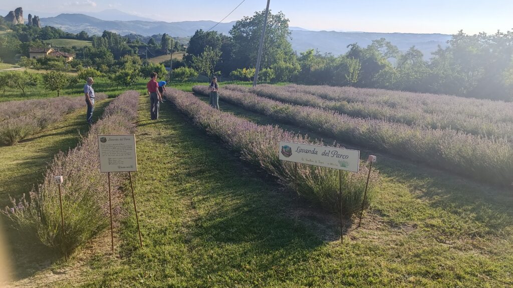festa della lavanda