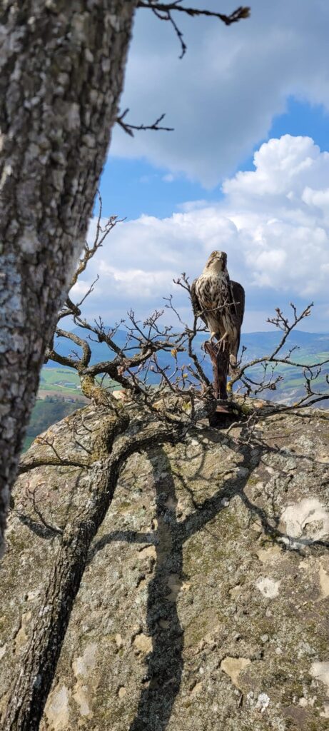 rapace