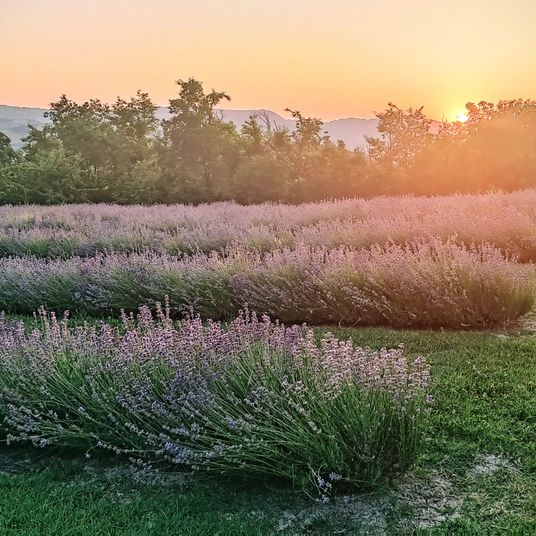 Yoga al tramonto