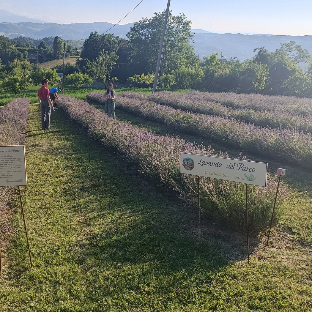 festa della lavanda